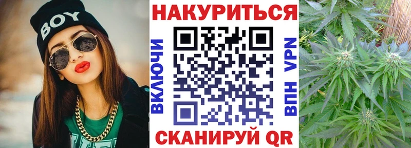 Конопля гибрид  Новозыбков 